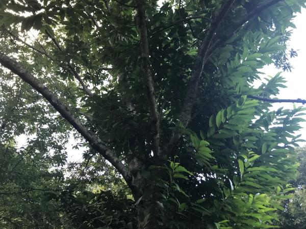 Terreno en Lugar Carballeira, 3