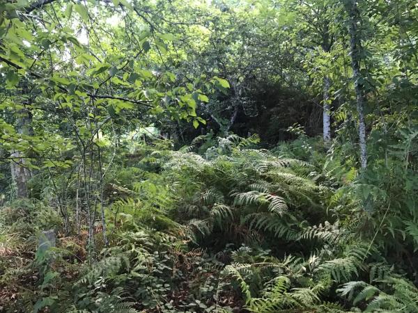 Terreno en Lugar Carballeira, 3