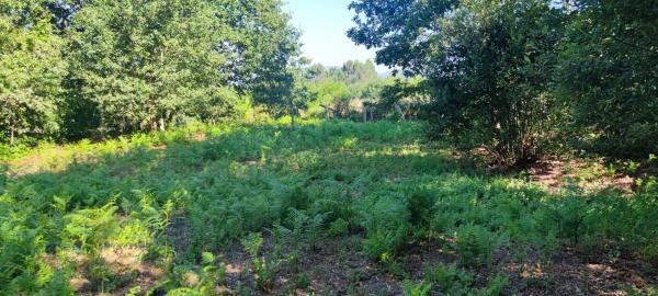 Terreno en Lamas da Fonte