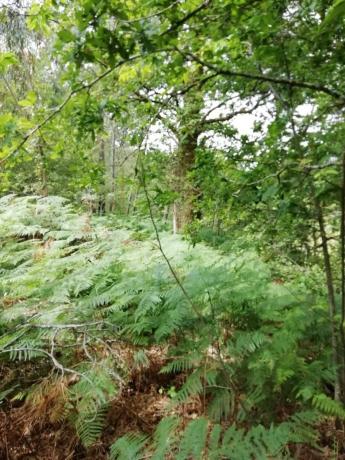 Terreno en Lugar Lisoiros