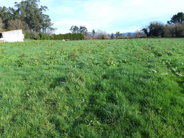 Terreno en Bermés, 206 Po