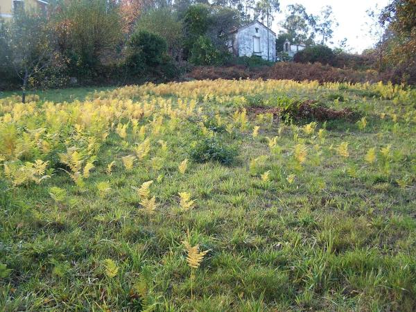 Terreno en o Beloso s/n