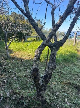 Terreno en calle dos Carballos, 33