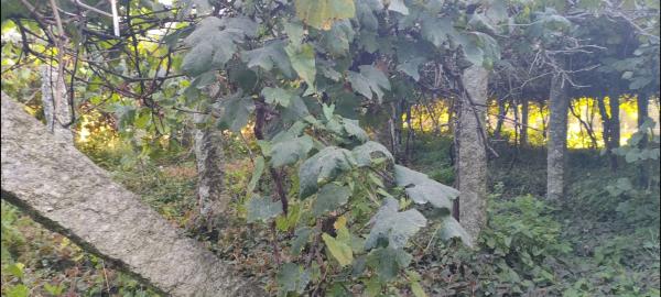 Terreno en Poblado Carregal, 9