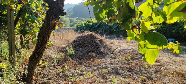 Terreno en Poblado Carregal, 9