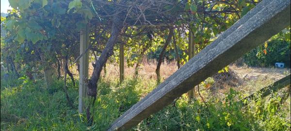 Terreno en Poblado Carregal, 9