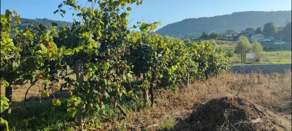 Terreno en Poblado Carregal, 9