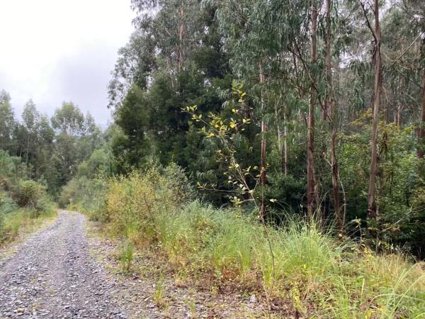 Terreno en Lugar Carballido s/n