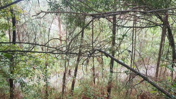 Terreno en Lugar Carballido s/n