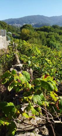 Terreno en loureiro, 30