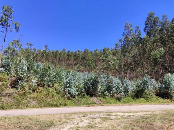 Terreno en Subida a San Lorenzo