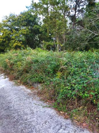 Terreno en calle dos Carballos, 20