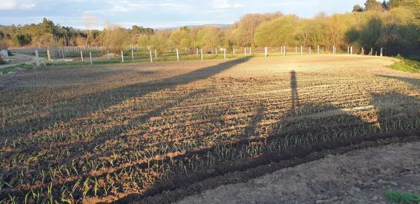 Terreno en tremoedo, 42