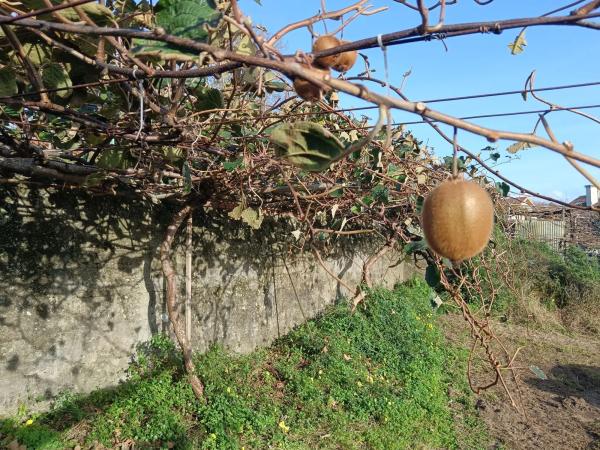 Terreno en camino da Pedreira, 1
