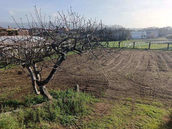 Terreno en camino da Pedreira, 1