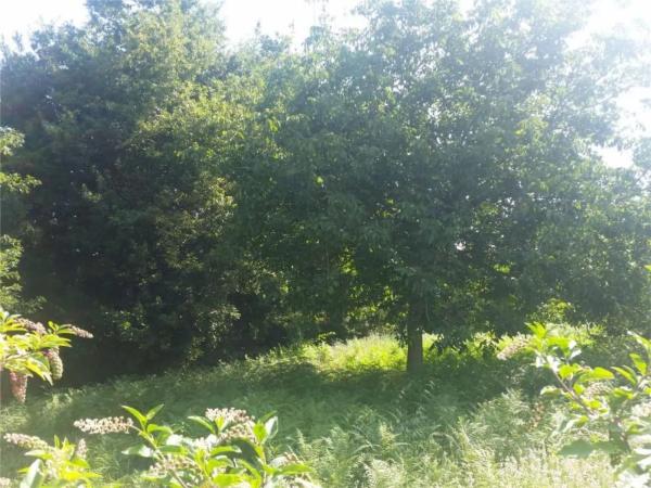 Terreno en calle Fonte Figueirido, 8