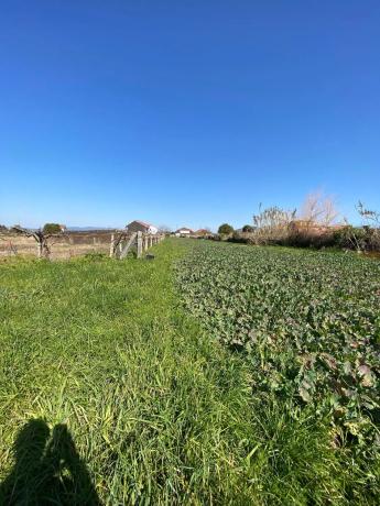 Terreno en calle da Guillerma s/n