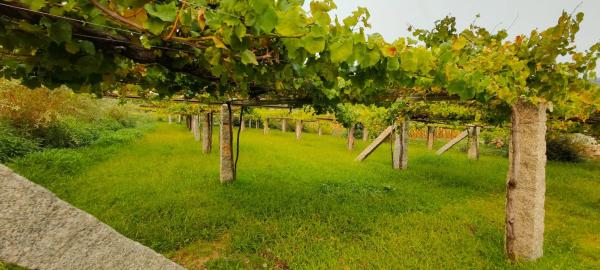 Terreno en Meaño s/n