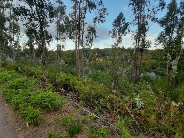 Terreno en calle Sarxento Solla, 1