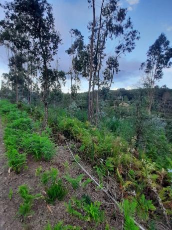 Terreno en calle Sarxento Solla, 1