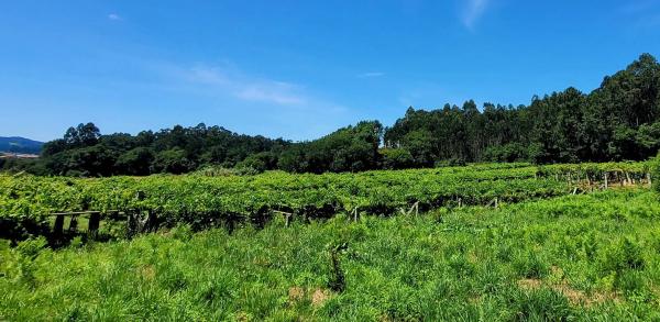 Terreno en Lugar Penente, 19