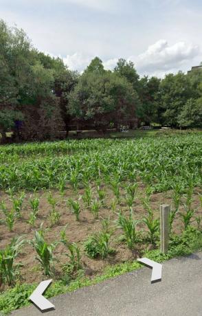 Terreno en calle Coca