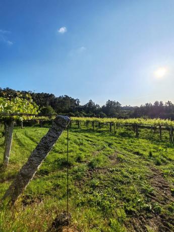 Terreno en calle caxín s/n
