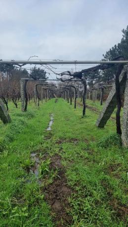 Terreno en C5jw+mr s/n