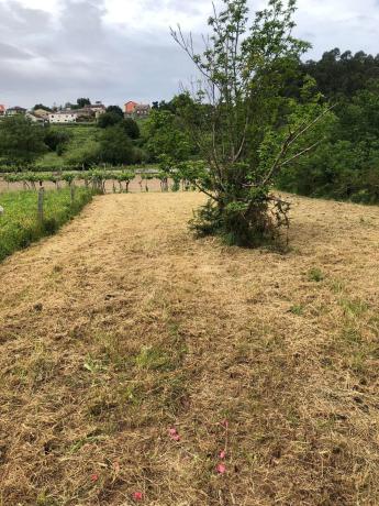 Terreno en calle da Cruz de Cornazo, 11