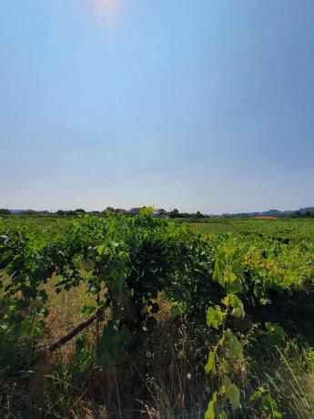 Terreno en calle Casaldarnos s/n