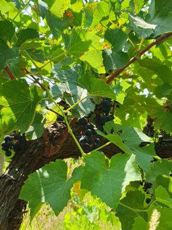 Terreno en calle Casaldarnos s/n