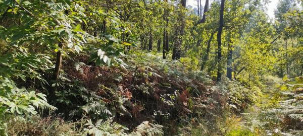 Terreno en o Rial s/n Sn