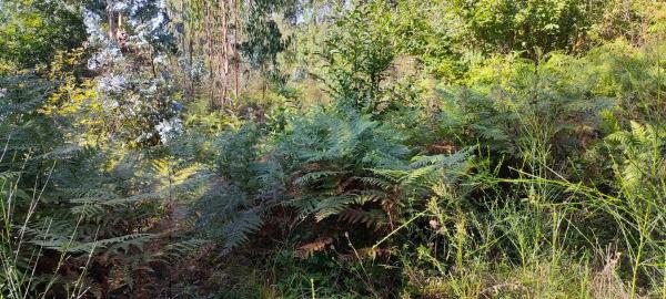 Terreno en o Rial s/n Sn