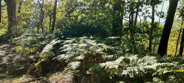 Terreno en o Rial s/n Sn