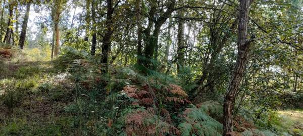 Terreno en o Rial s/n Sn