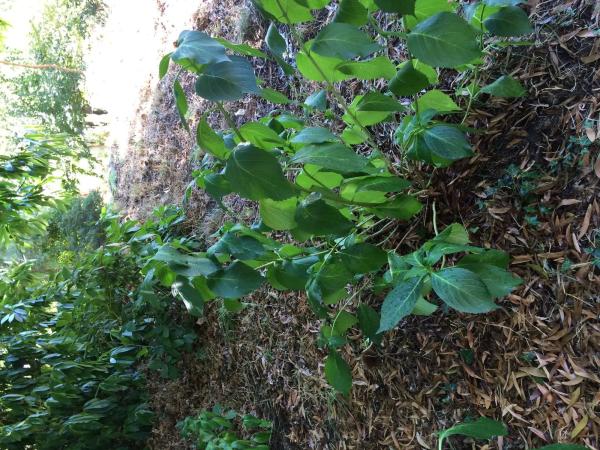 Terreno en Lugar Buezas, 1