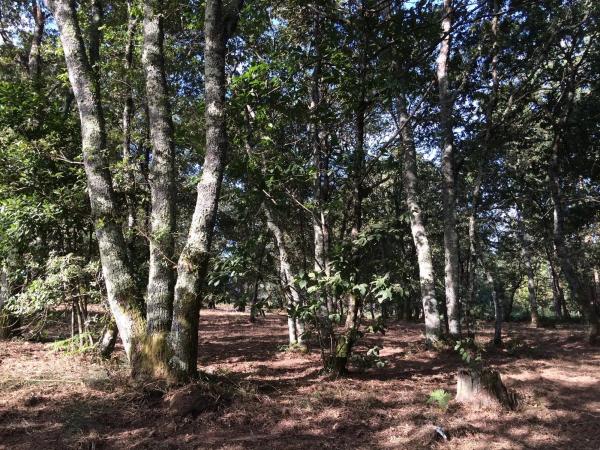 Terreno en Lugar Buezas, 1