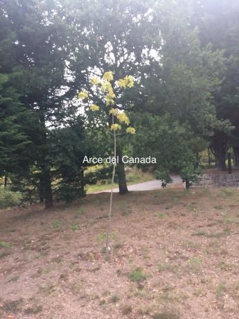 Terreno en Lugar Buezas, 1