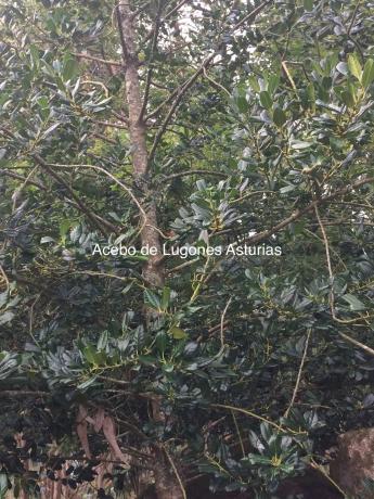 Terreno en Lugar Buezas, 1