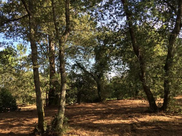 Terreno en Lugar Buezas, 1