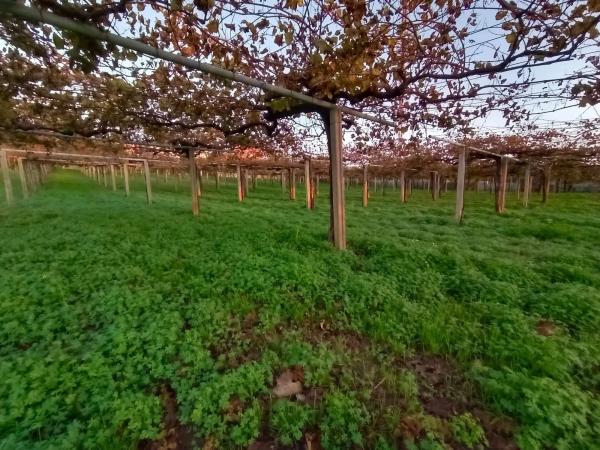 Terreno en fontoira s/n