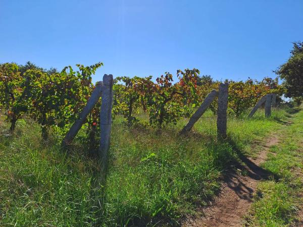 Terreno en calle do Castro, 8 b