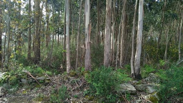 Terreno en Terrón, 19
