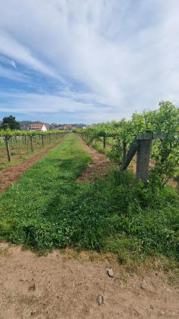 Terreno en Lugar Montalvo 3