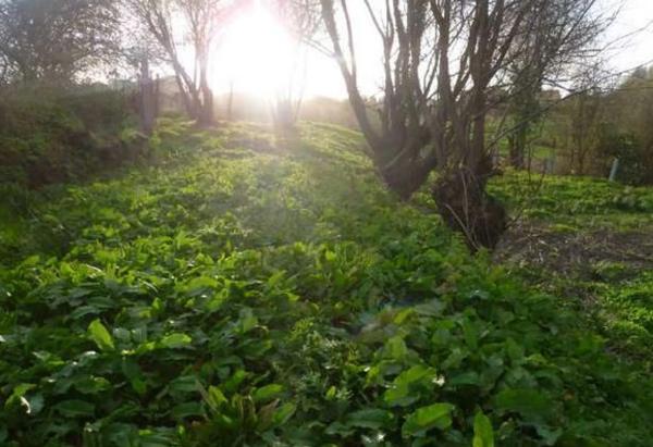 Terreno en lugar vilalonga s/n
