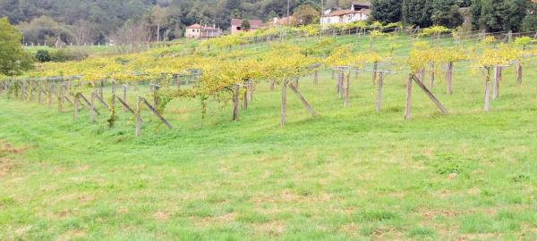 Terreno en Lugar de Os Currás, 9