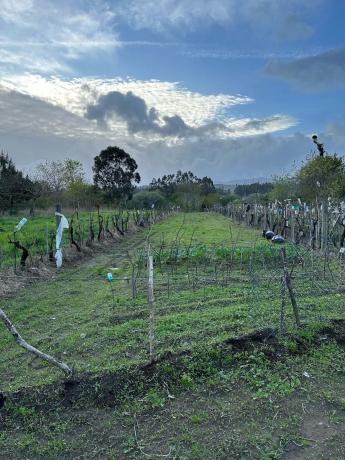 Terreno en Lugar Coto, 8