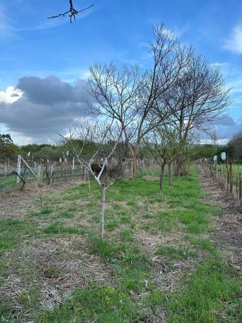 Terreno en Lugar Coto, 8