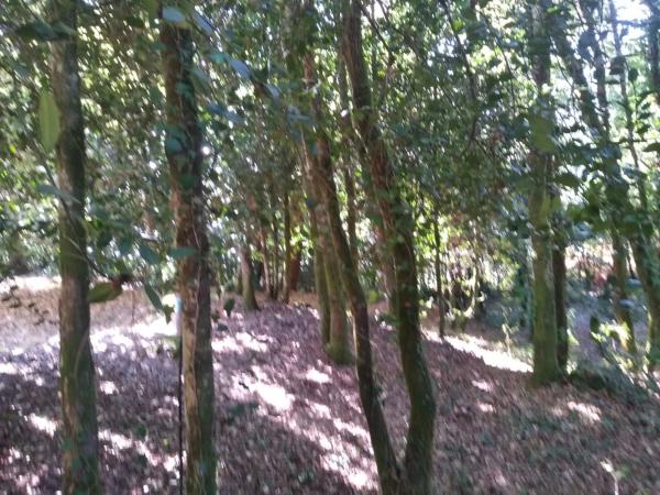 Terreno en o Pozo Negro, 20