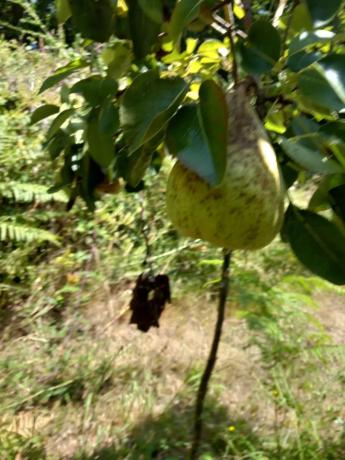 Terreno en Mullerboa, 21